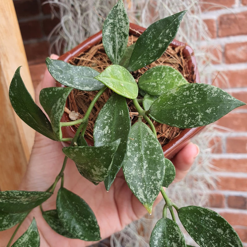 Hoya Lacunosa Super Splash