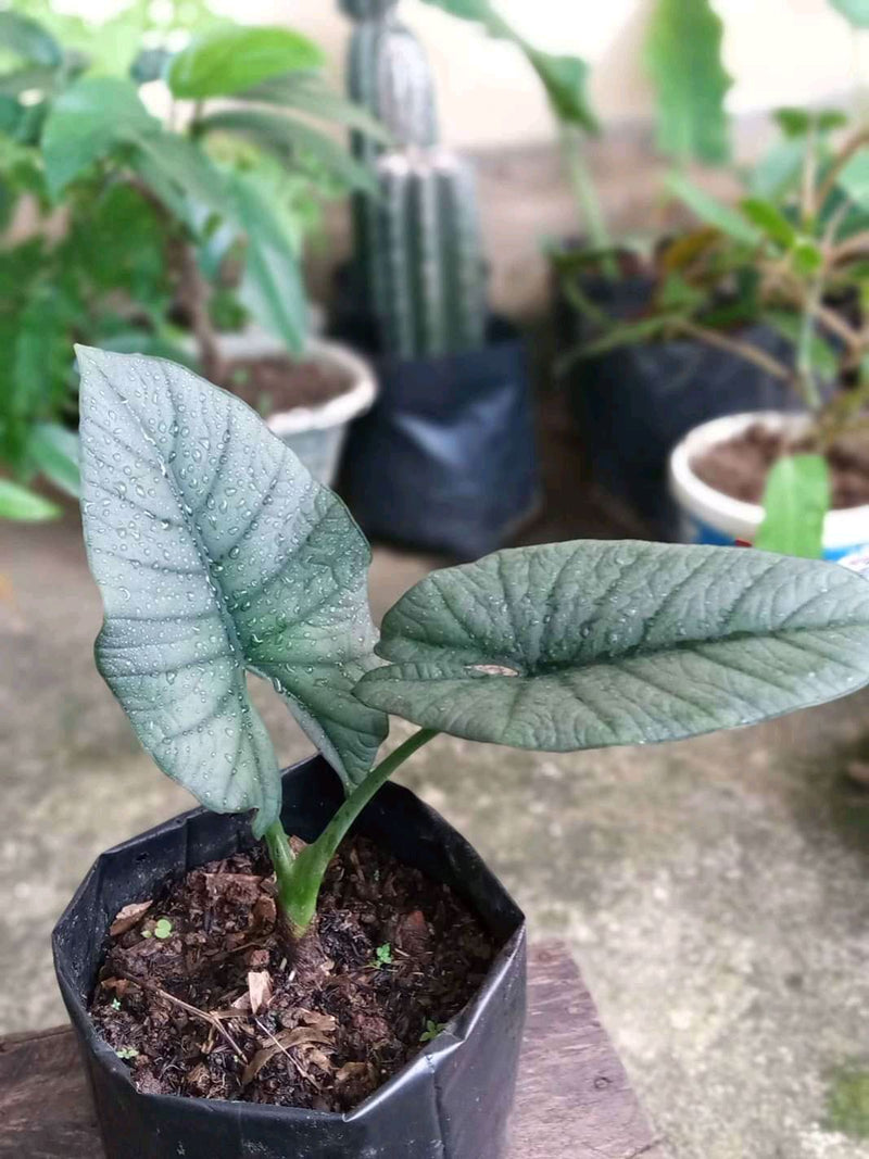 Alocasia Reginae