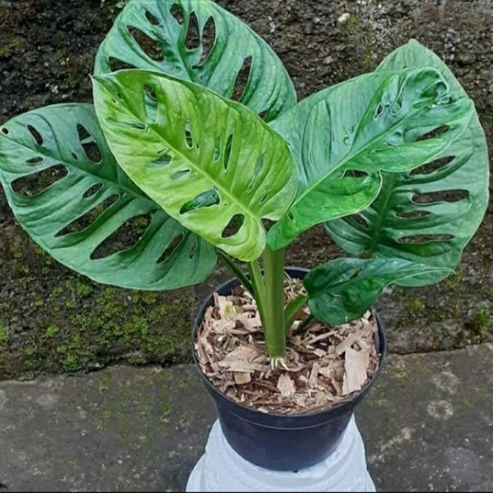 Monstera Acuminata