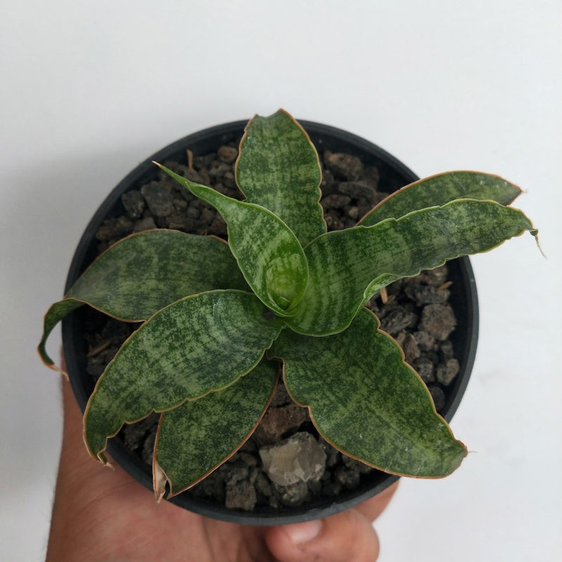 Sansevieria Nalika