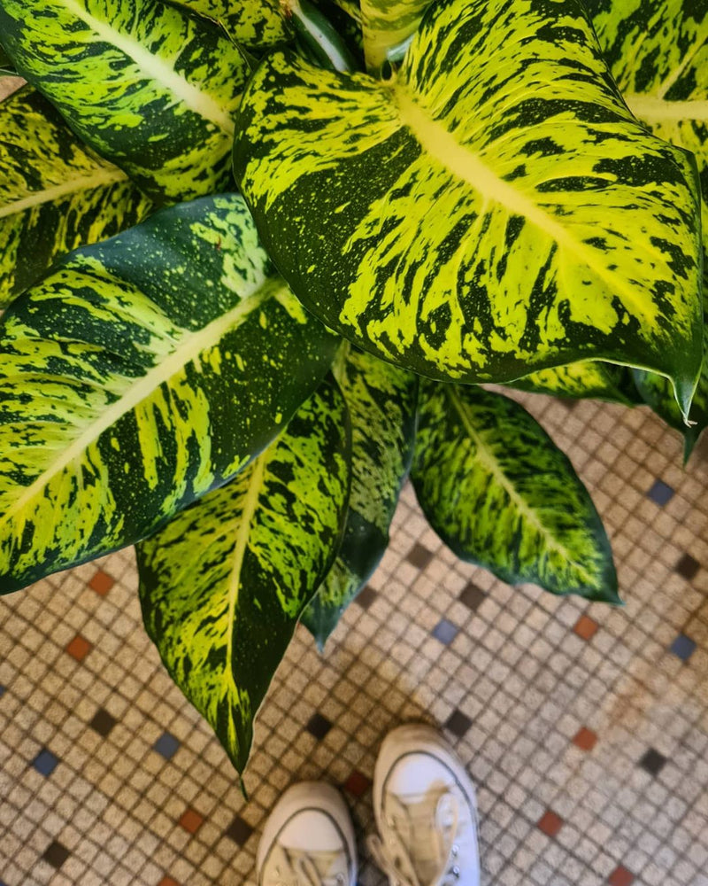 Aglaonema diefenbachia compacta Variegated