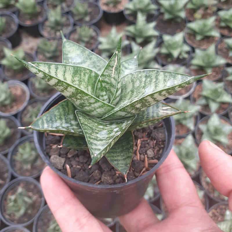 Sansevieria Motomo x Cordova