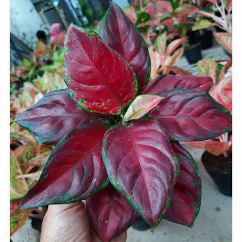 Aglaonema Black Maroon