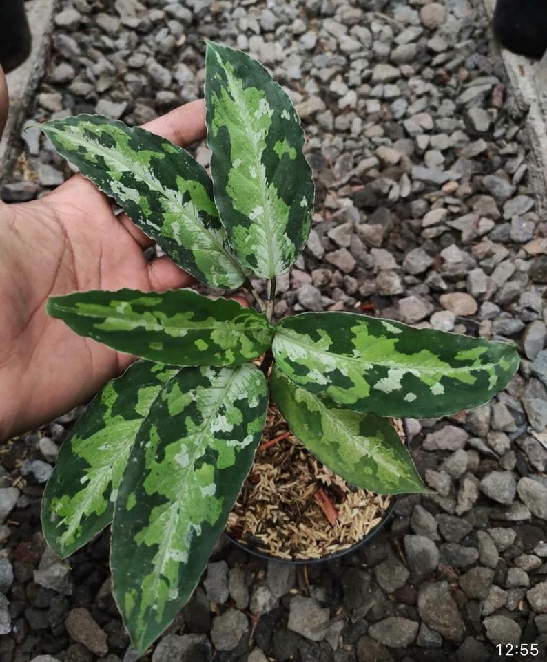 Aglaonema Pictum Tricolor