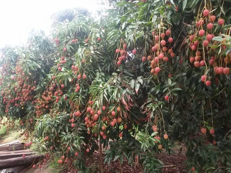 Grafted Red Lychee Fruit Tree Litchi Fruit Tree