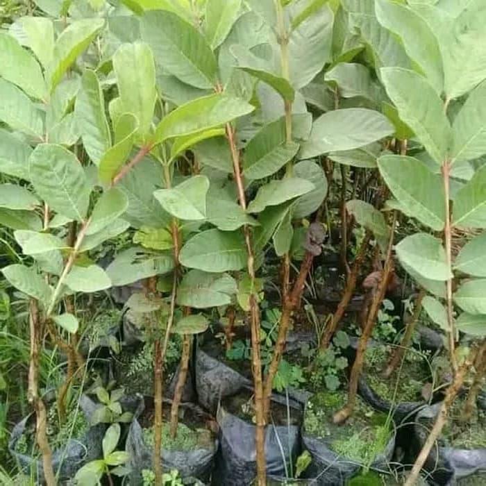 Psidium Guajava L Crystal Guava Bipara Fruit Tree