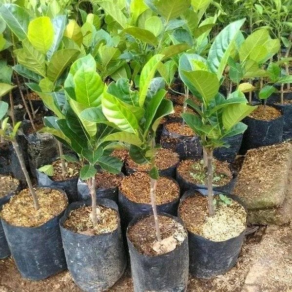 Grafted Red Jack Fruit Tree