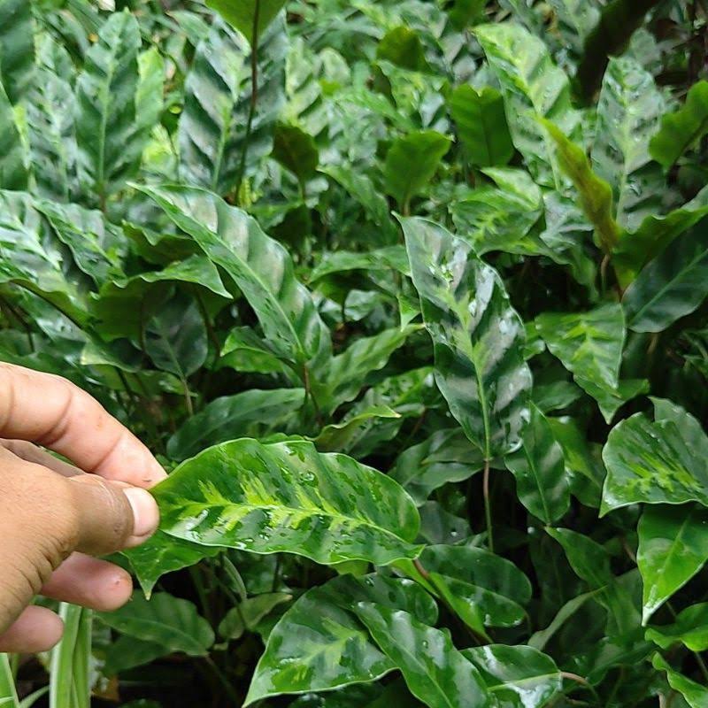 Calathea Louisae Misto