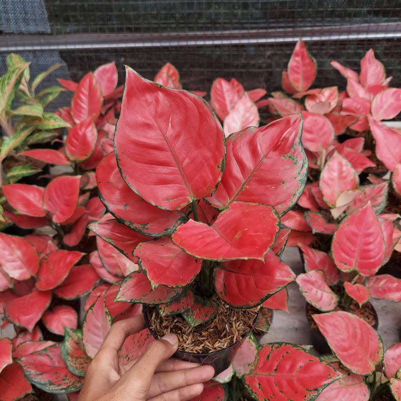 Aglaonema Red anjamani